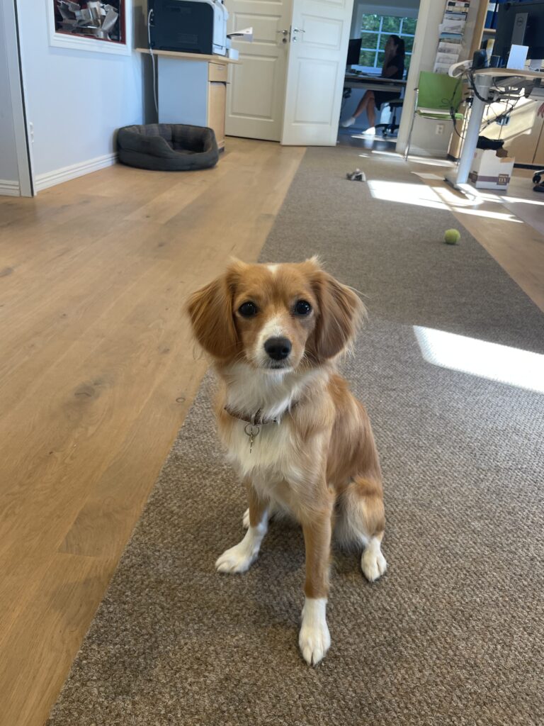 Hunden Sally | Grönsta