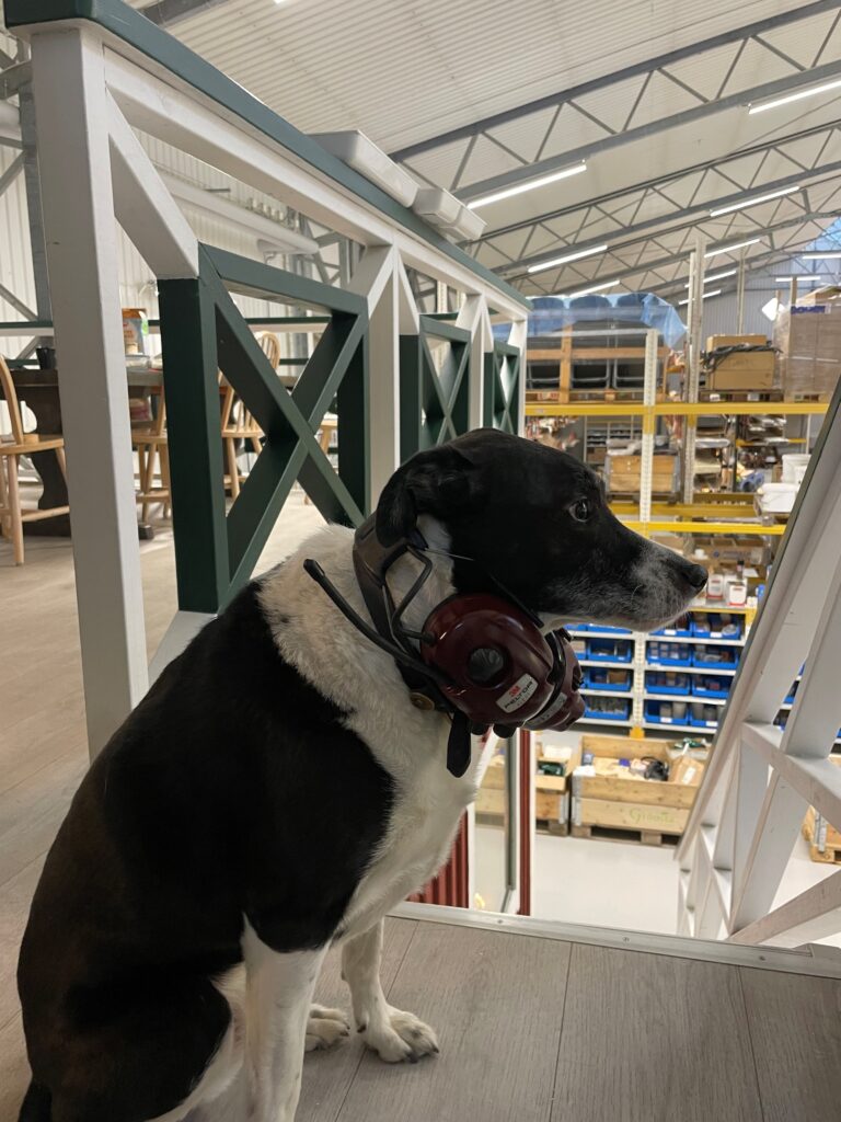 Hunden Ville | Grönsta