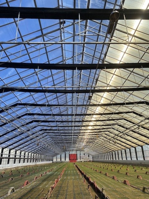 Vi på Grönsta erbjuder ombyggnationer av äldre växthus så att de omvandlas till funktionella och snygga växthus